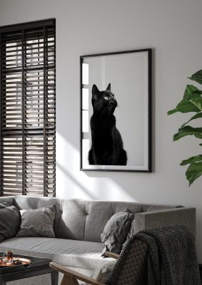 Black cat close-up with minimalistic white background